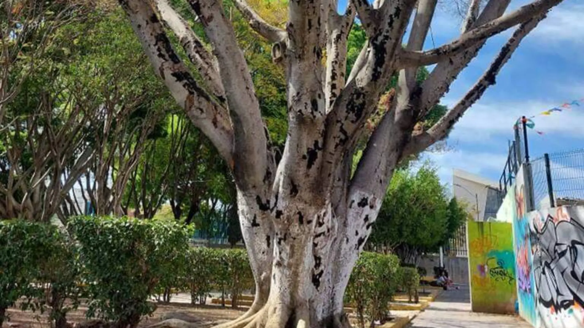 Dos de los árboles más antiguos y majestuosos del Parque de la Colonia Aquiles Serdán se contaron entre los sacrificados